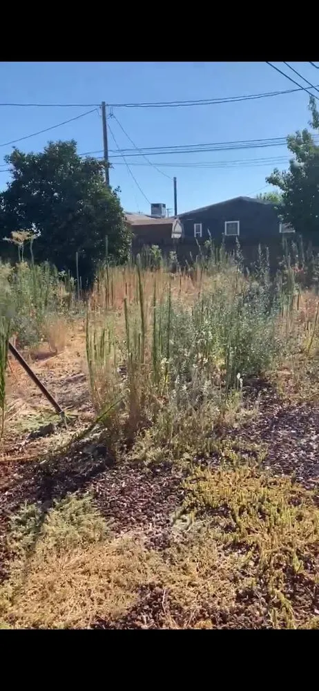 Trusted landscaping services for beautiful yards in Modesto, CA by The Lawn Guy