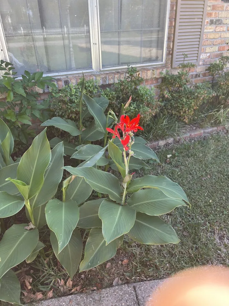 Local yard maintenance for outdoor upgrades in Robertsdale, AL by The Lawn Guy