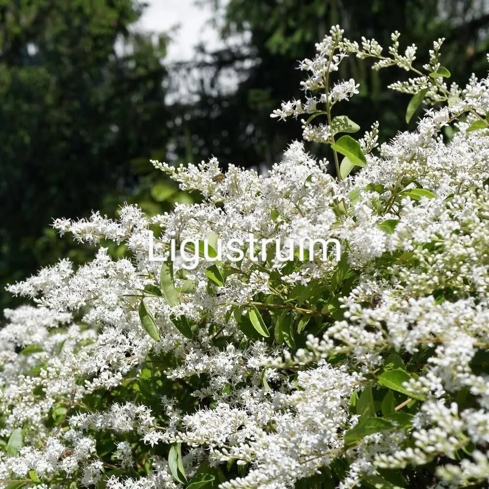 Local yard maintenance in North Myrtle Beach, SC - The Lawn Guys