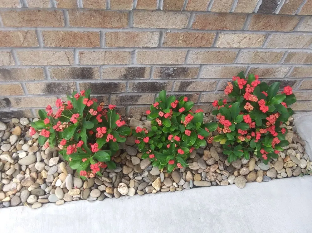 Affordable garden landscaping in North Myrtle Beach, SC by The Lawn Guys