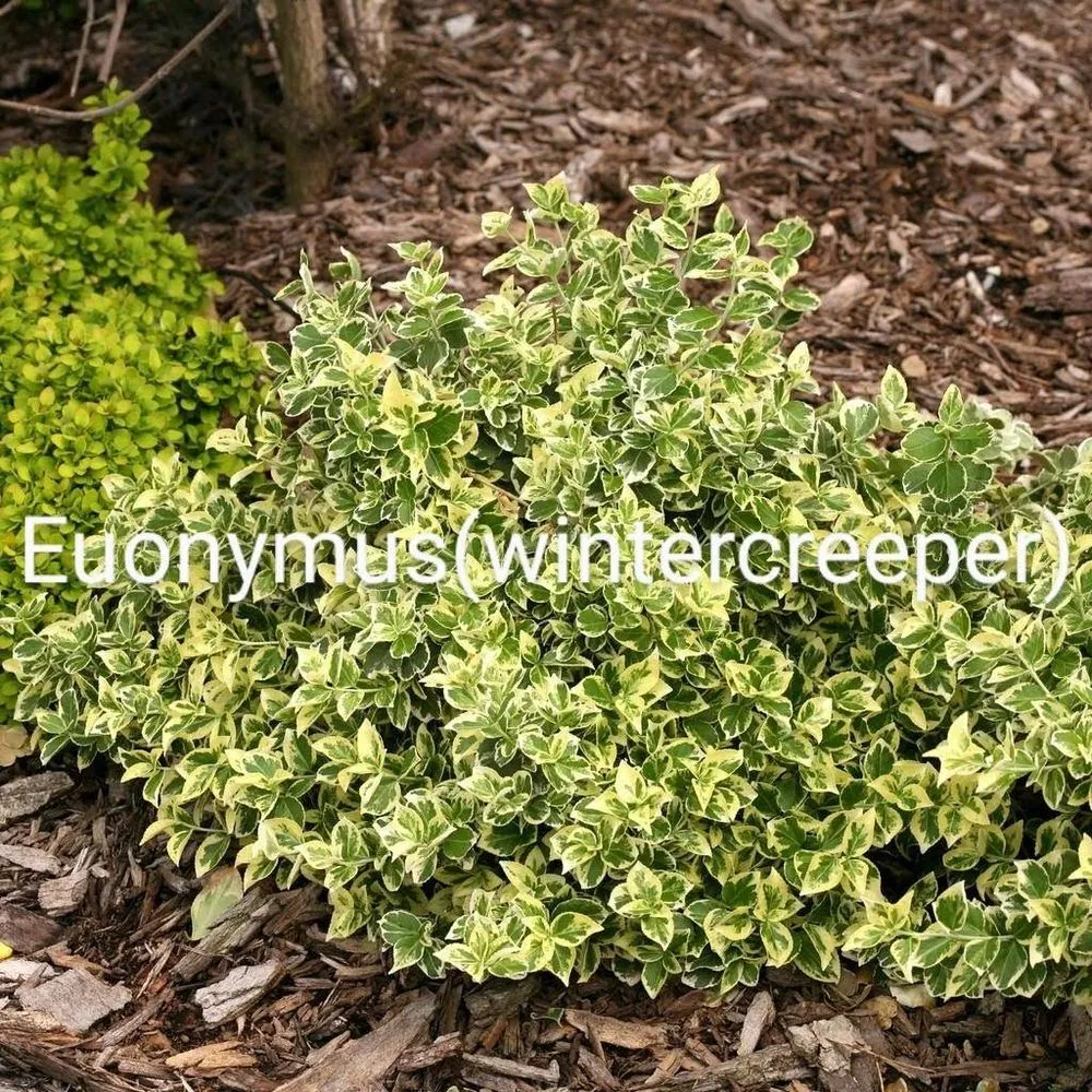 Local residential landscaping for outdoor upgrades in North Myrtle Beach, SC by The Lawn Guys