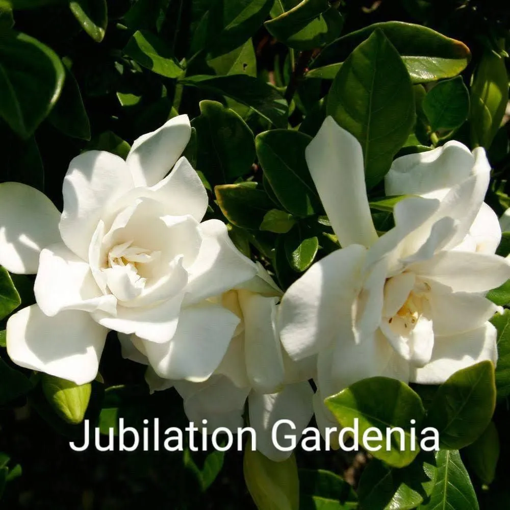 Custom garden landscaping in North Myrtle Beach, SC - The Lawn Guys