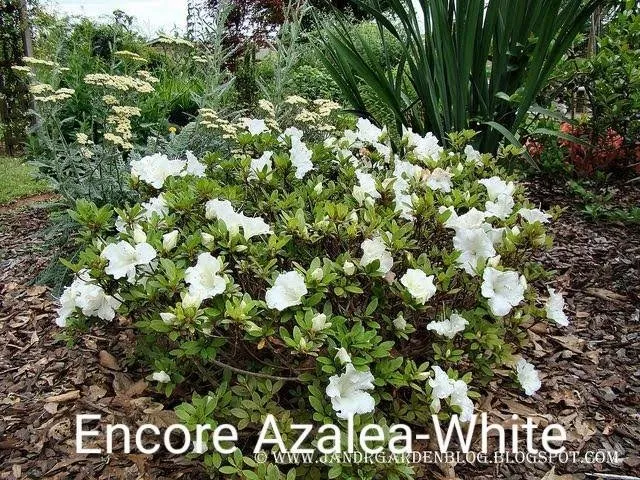 Affordable lawn care service with custom design in North Myrtle Beach, SC by The Lawn Guys