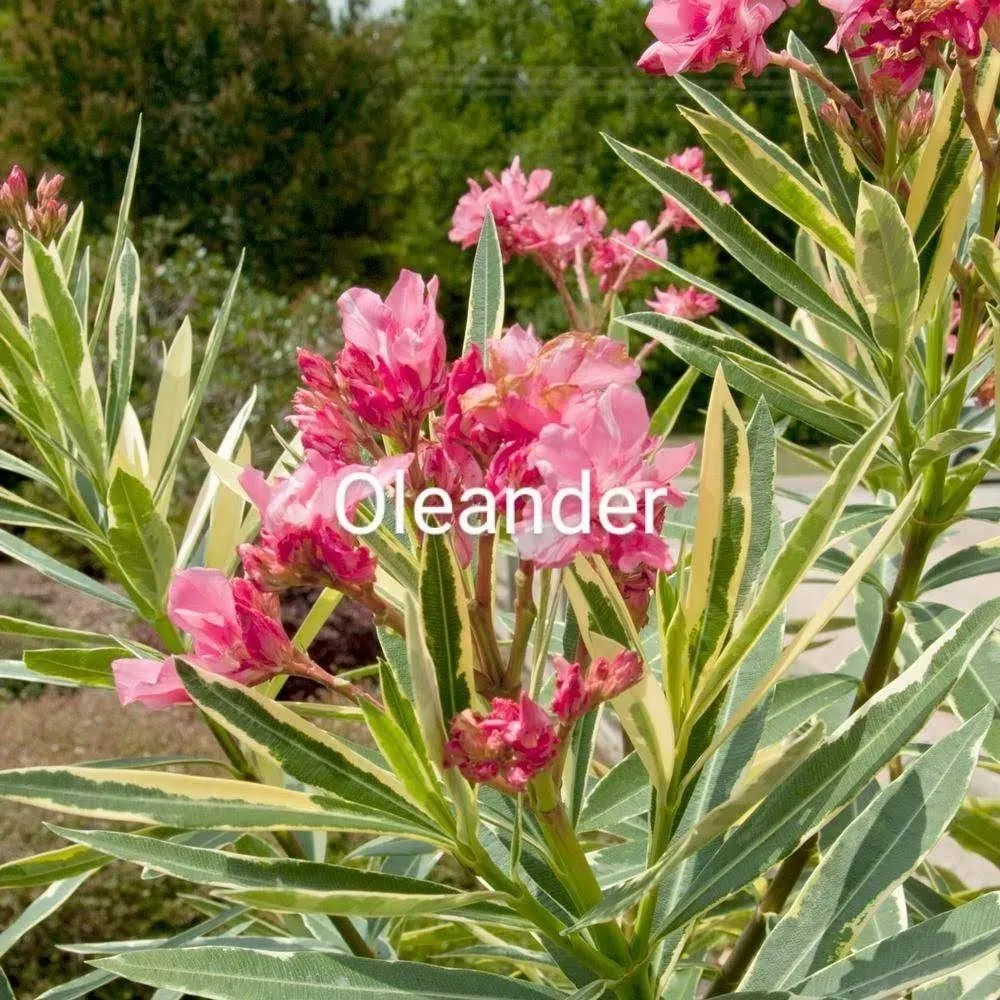 Affordable residential landscaping for homes in North Myrtle Beach, SC by The Lawn Guys