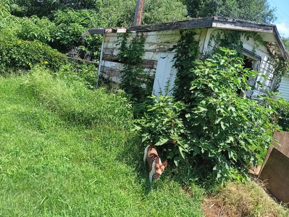 Trusted yard maintenance experts serving Rush Springs, OK - The lawn guys