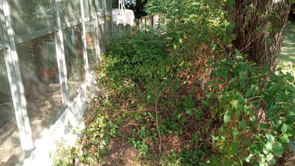 Reliable yard cleanup service in Toledo, OH - The Lawn Guyz