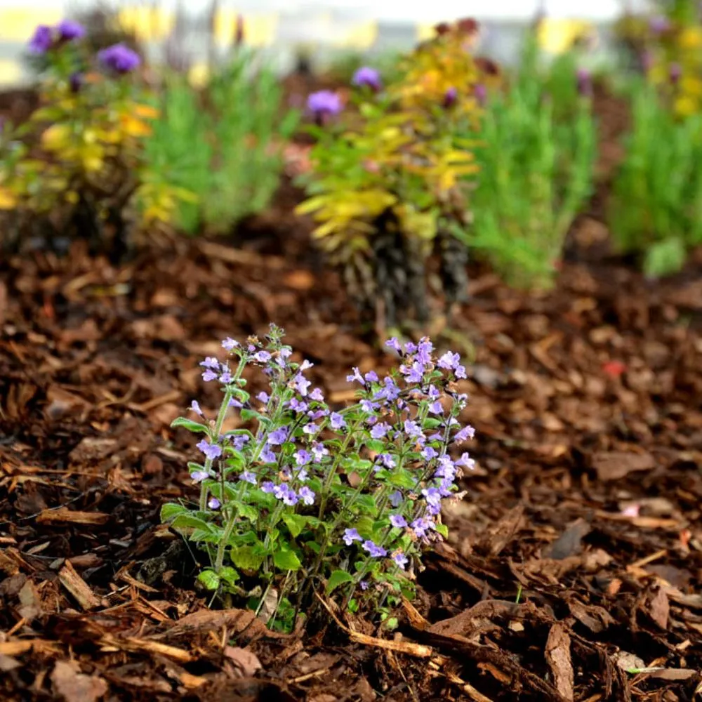 Top-rated landscape installation in New Ringgold, PA by The Lawn Helpers