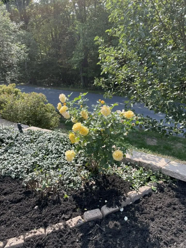 Expert garden landscaping for beautiful yards in New Ringgold, PA by The Lawn Helpers