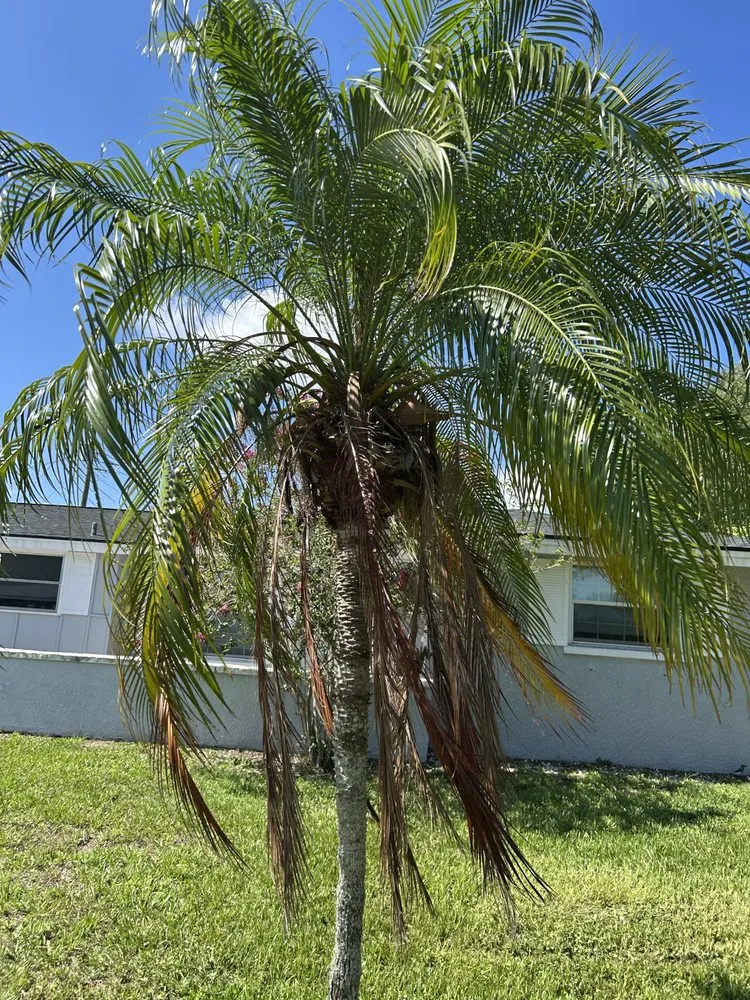 Trusted landscaping services for year-round maintenance across Sarasota, FL - The Lawn Lady