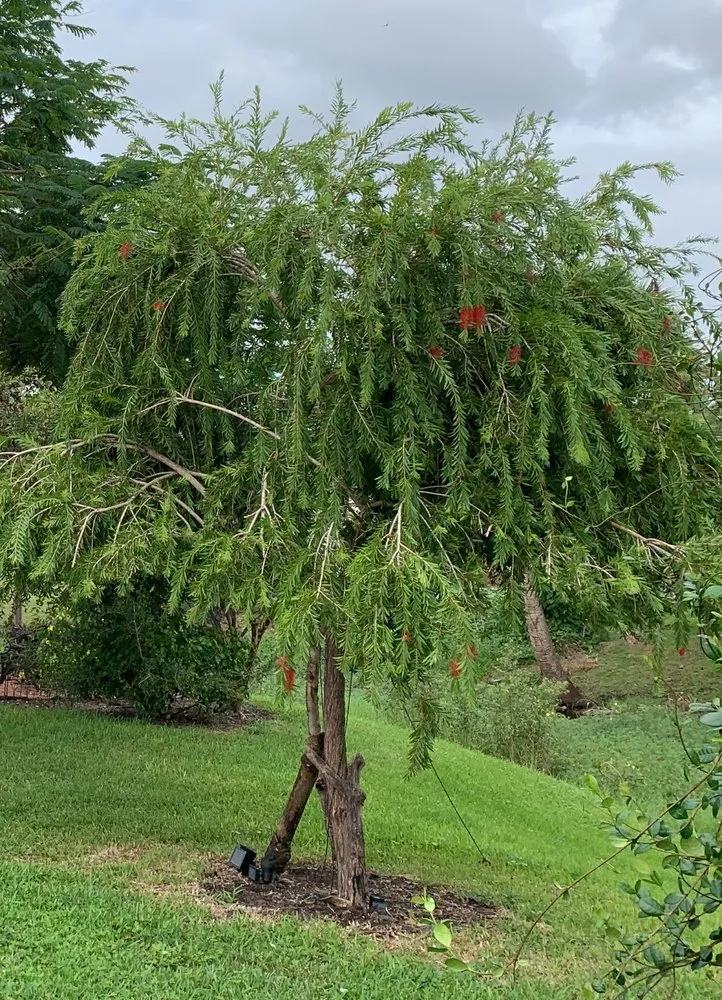 Reliable lawn mowing service in Sarasota, FL by The Lawn Lady