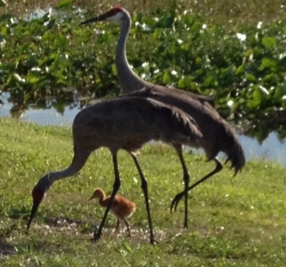 Trusted landscape design in Sarasota, FL by The Lawn Lady