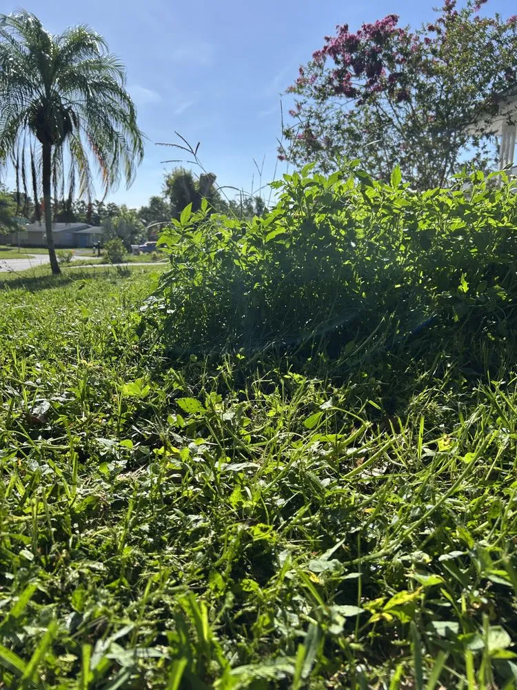 Local yard cleanup service with custom design in Sarasota, FL by The Lawn Lady
