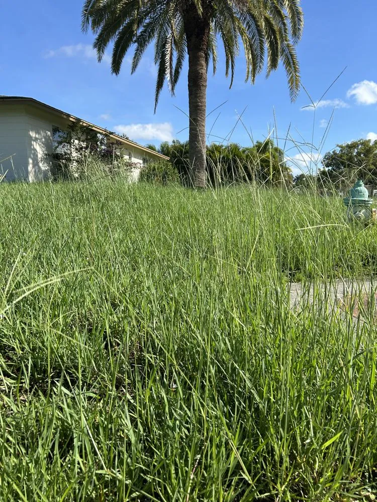 Professional residential landscaping in Sarasota, FL - The Lawn Lady