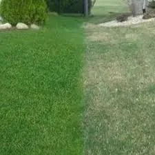 Reliable lawn care service in Sacramento, CA by The Lawn Lord