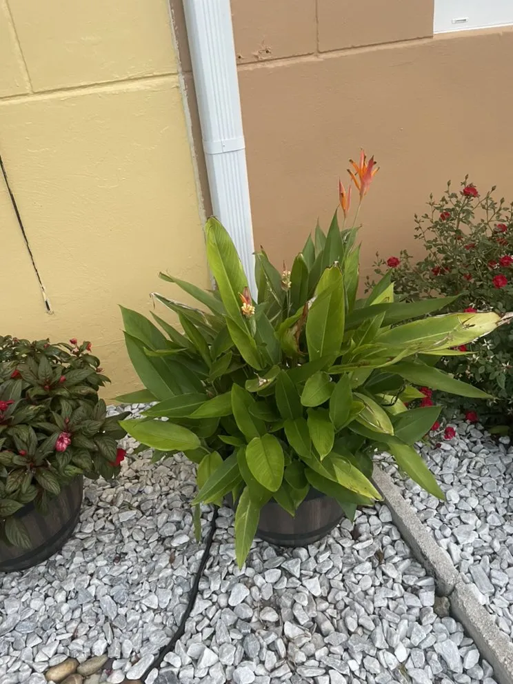 Trusted outdoor landscaping for beautiful yards in North Lauderdale, FL by The Lawn Monster