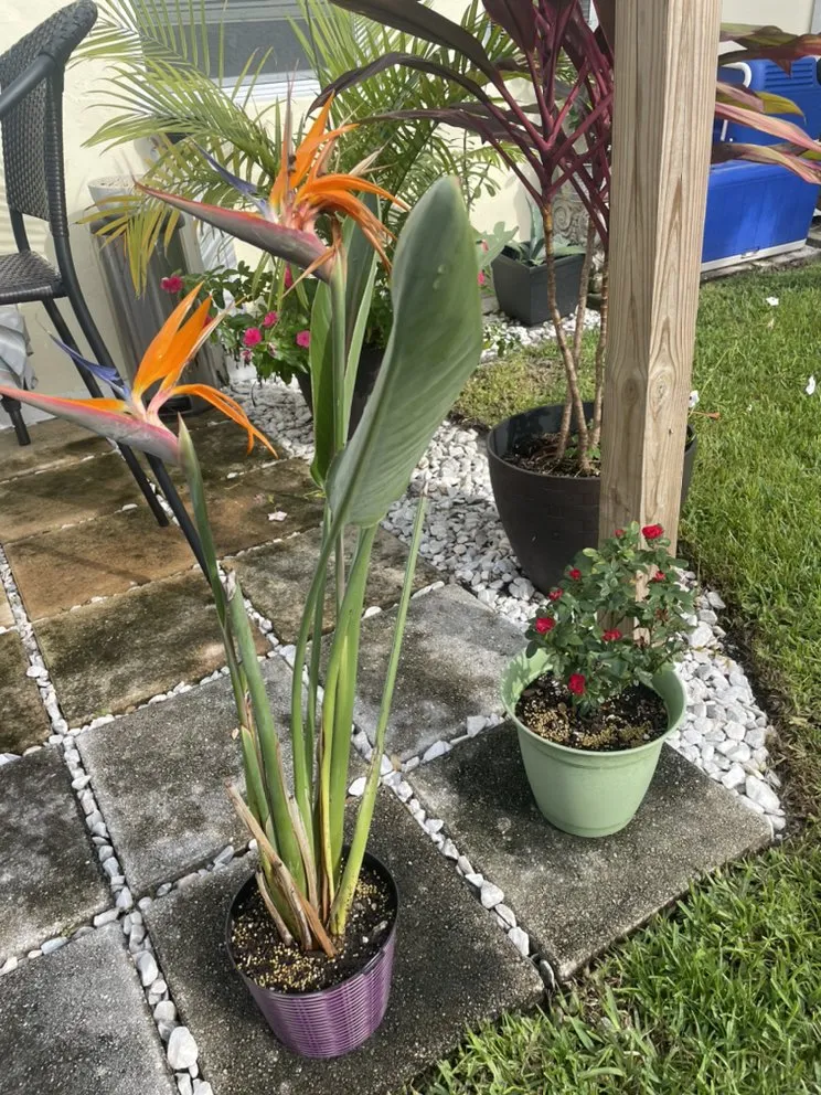 Custom yard maintenance in North Lauderdale, FL - The Lawn Monster