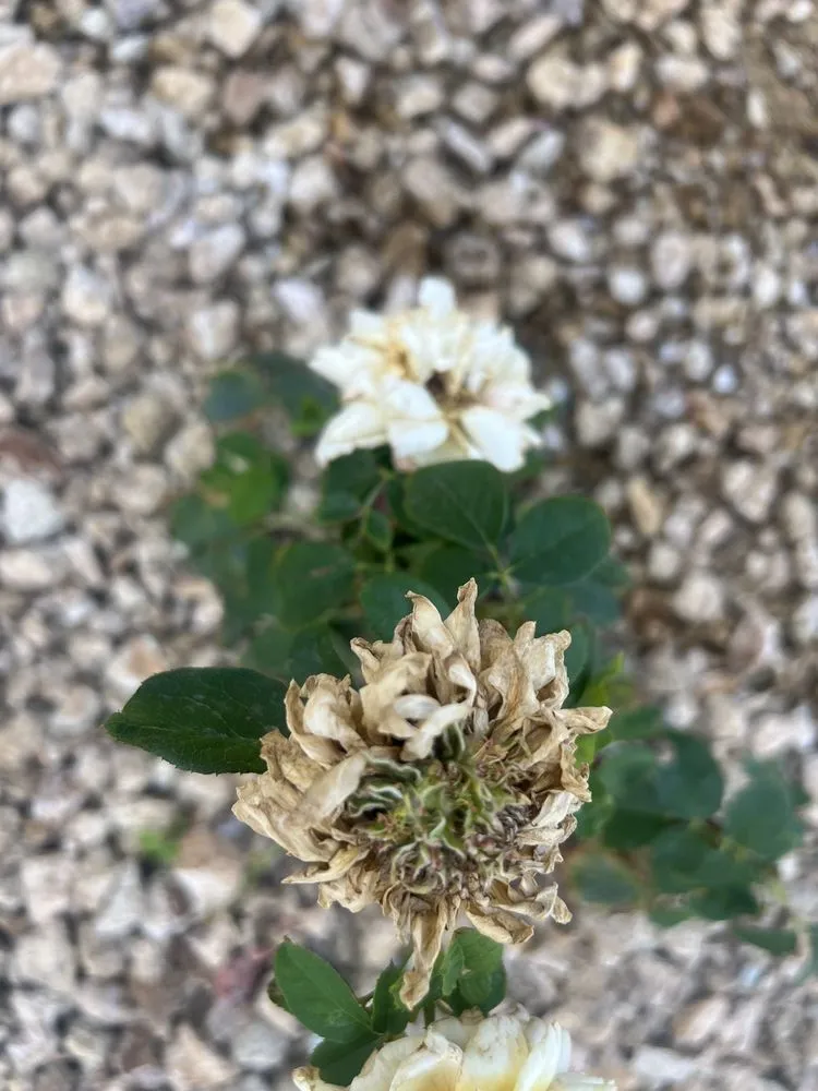 Expert residential landscaping in Las Vegas, NV - The Lawn Patrol