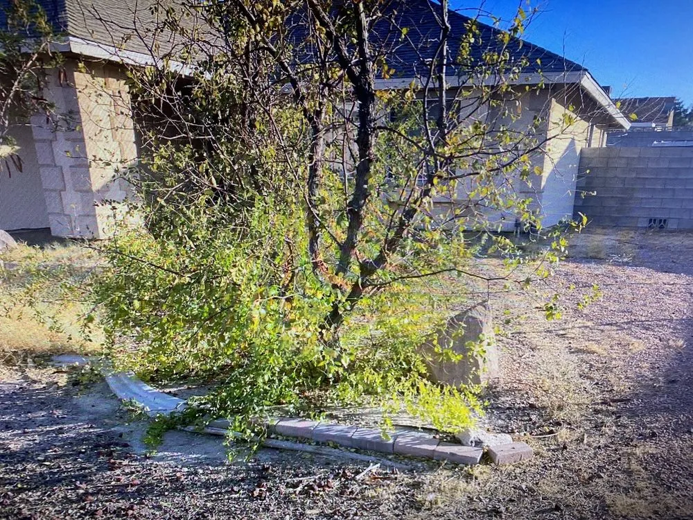 Professional outdoor landscaping in Las Vegas, NV by The Lawn Patrol