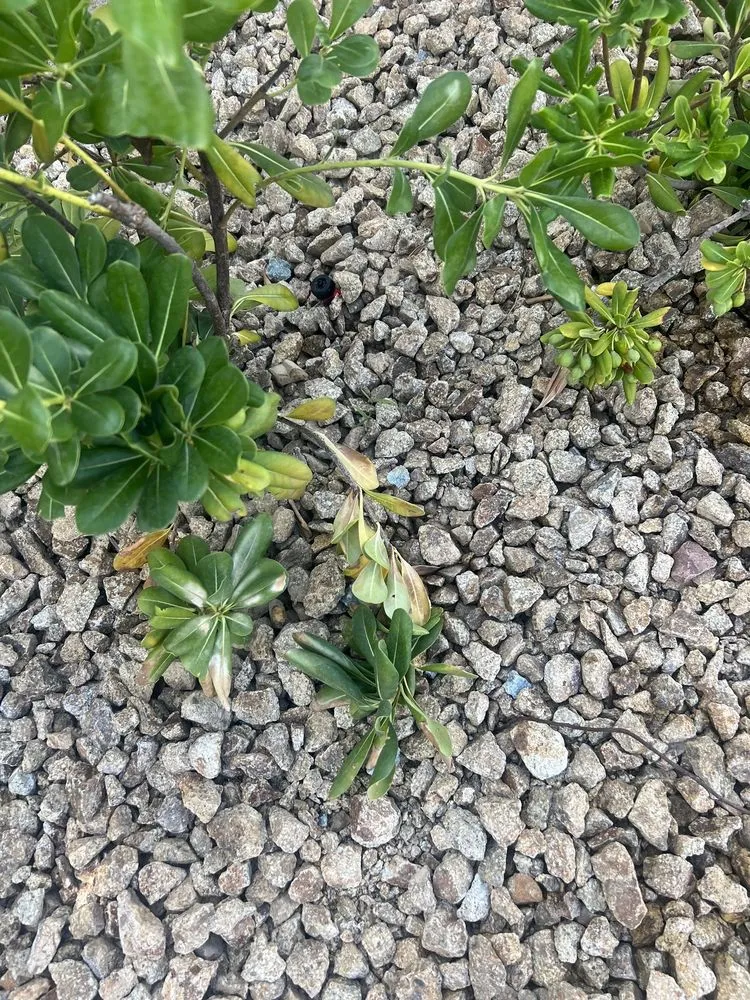 Reliable residential landscaping experts serving Las Vegas, NV - The Lawn Patrol