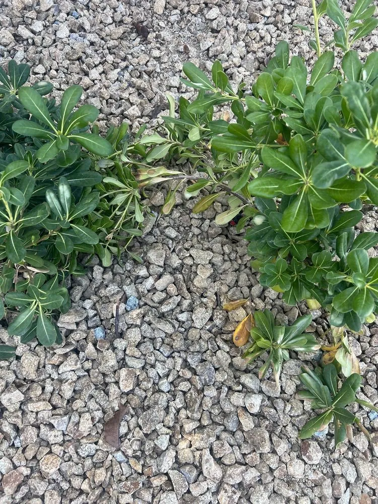 Expert residential landscaping in Las Vegas, NV by The Lawn Patrol