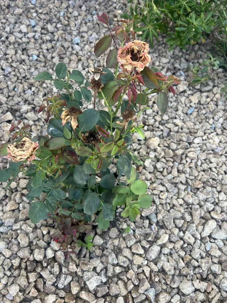 Affordable lawn mowing service experts serving Las Vegas, NV - The Lawn Patrol