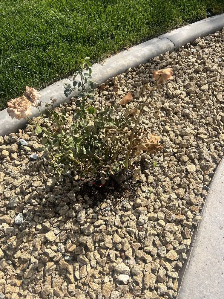 Custom yard maintenance for homes across Las Vegas, NV - The Lawn Patrol