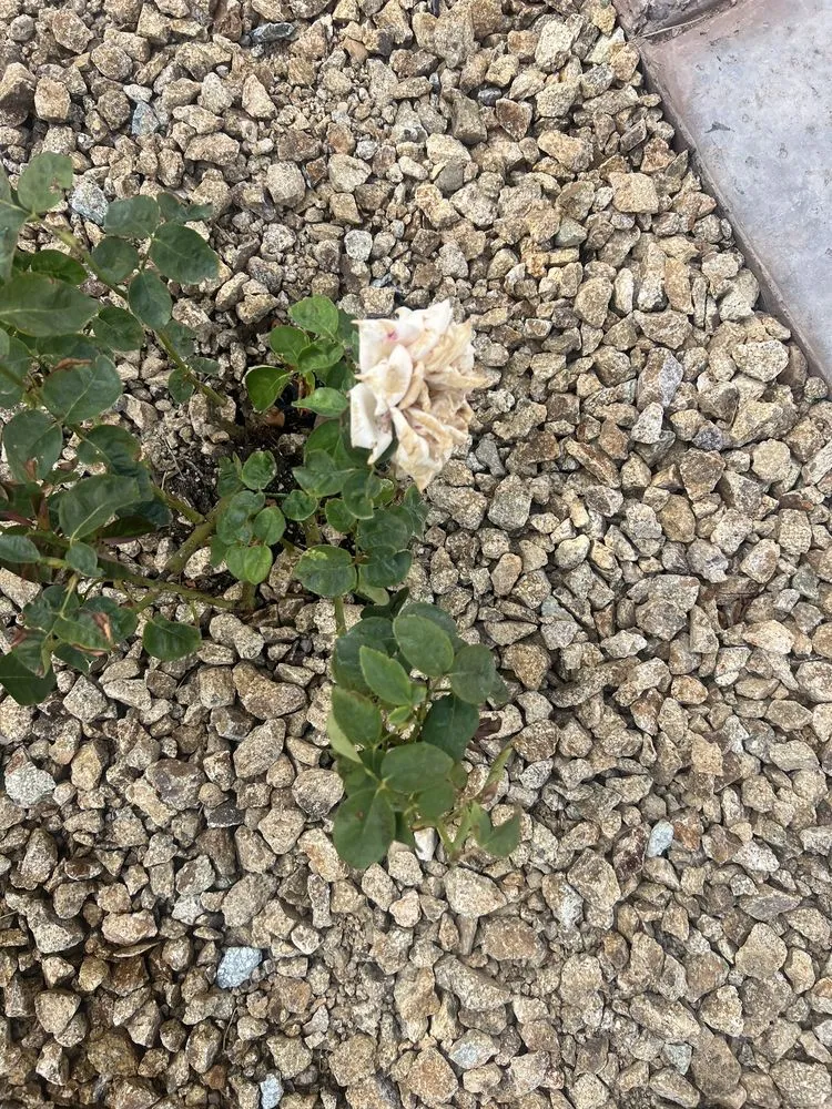 Local lawn care service for homes in Las Vegas, NV by The Lawn Patrol