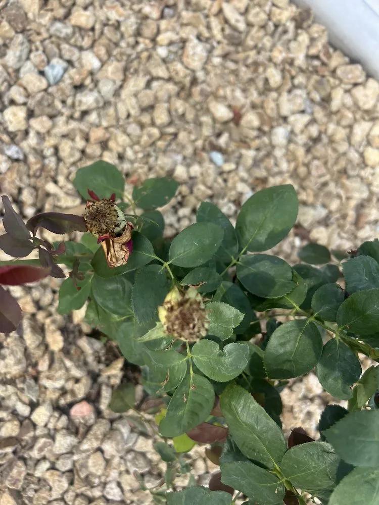 Reliable landscape installation experts serving Las Vegas, NV - The Lawn Patrol