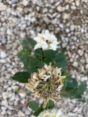 The Lawn Patrol Logo