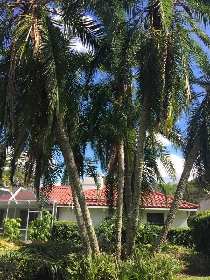 Expert lawn care service in Clearwater, FL by The Lawn Proz of Florida