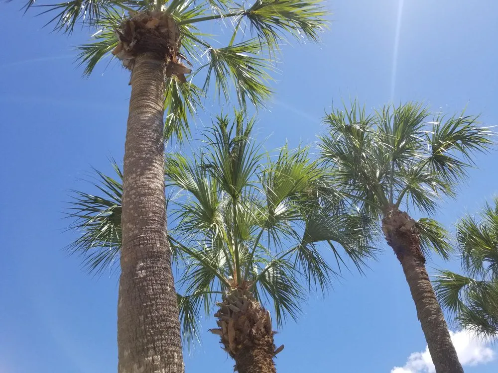 Expert residential landscaping in Clearwater, FL - The Lawn Proz of Florida