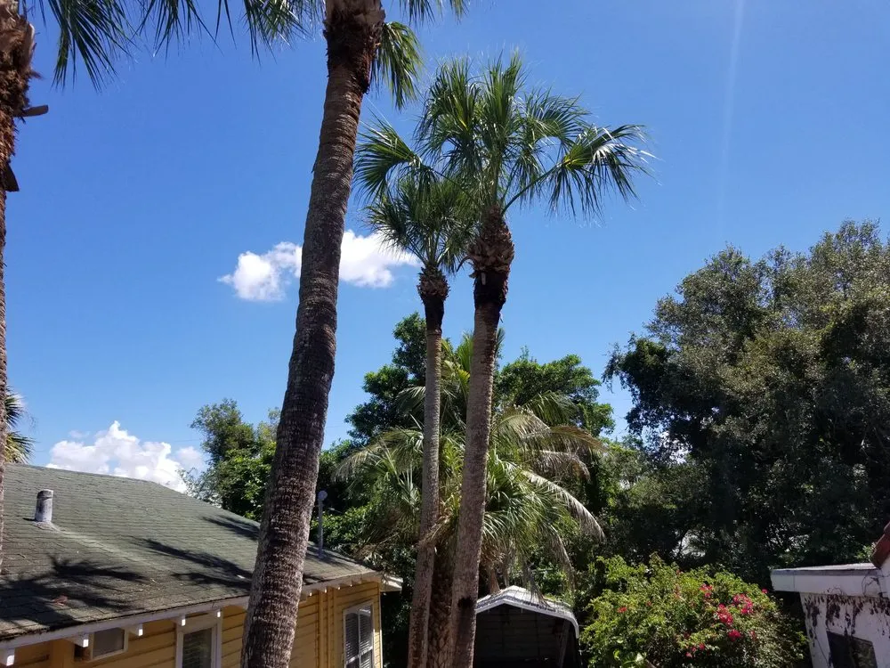 Local yard cleanup service experts serving Clearwater, FL - The Lawn Proz of Florida