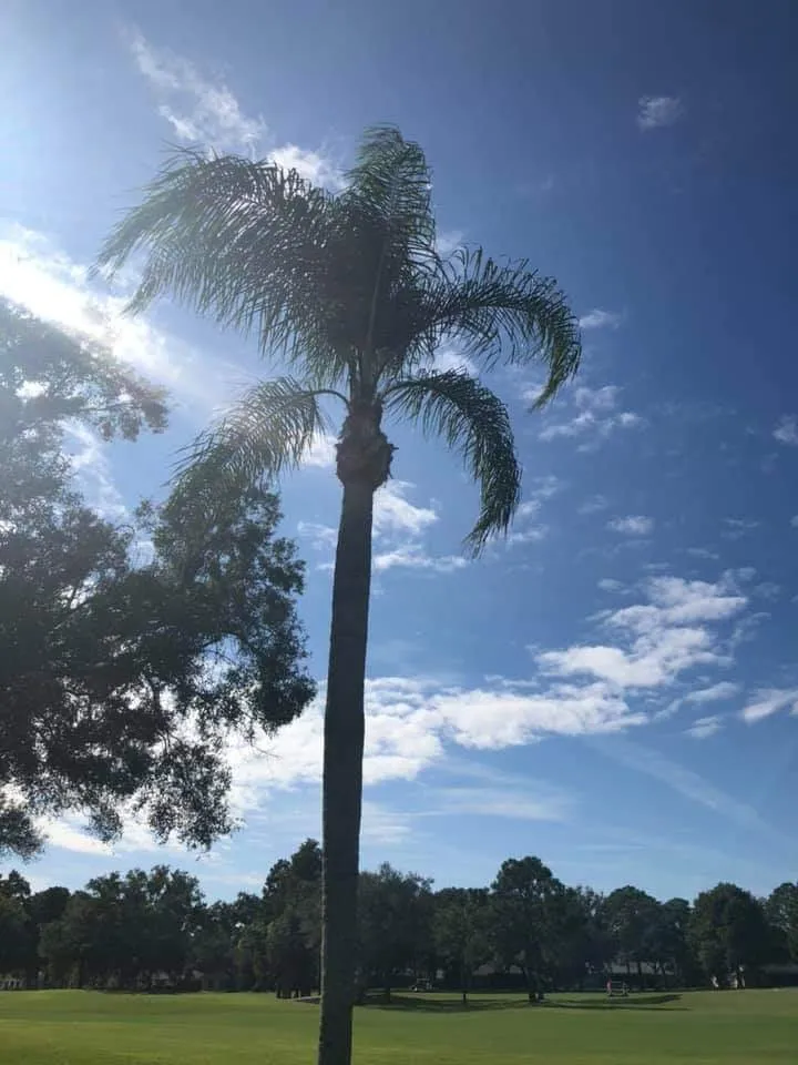 Professional yard cleanup service in Clearwater, FL by The Lawn Proz of Florida