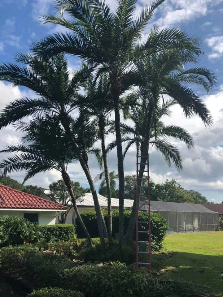 Reliable yard maintenance for homes across Clearwater, FL - The Lawn Proz of Florida