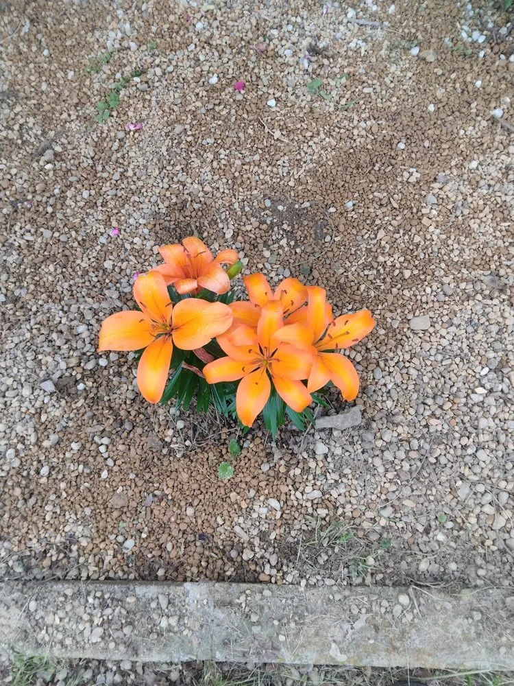 Local residential landscaping in Lebanon, KY - The Lawn Salon