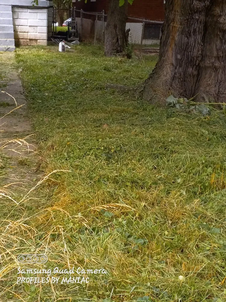 Trusted landscaping services for year-round maintenance in Louisville, KY by The Lawn Salon