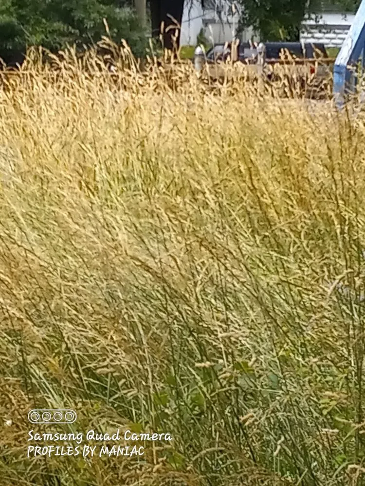 Local residential landscaping in Louisville, KY by The Lawn Salon