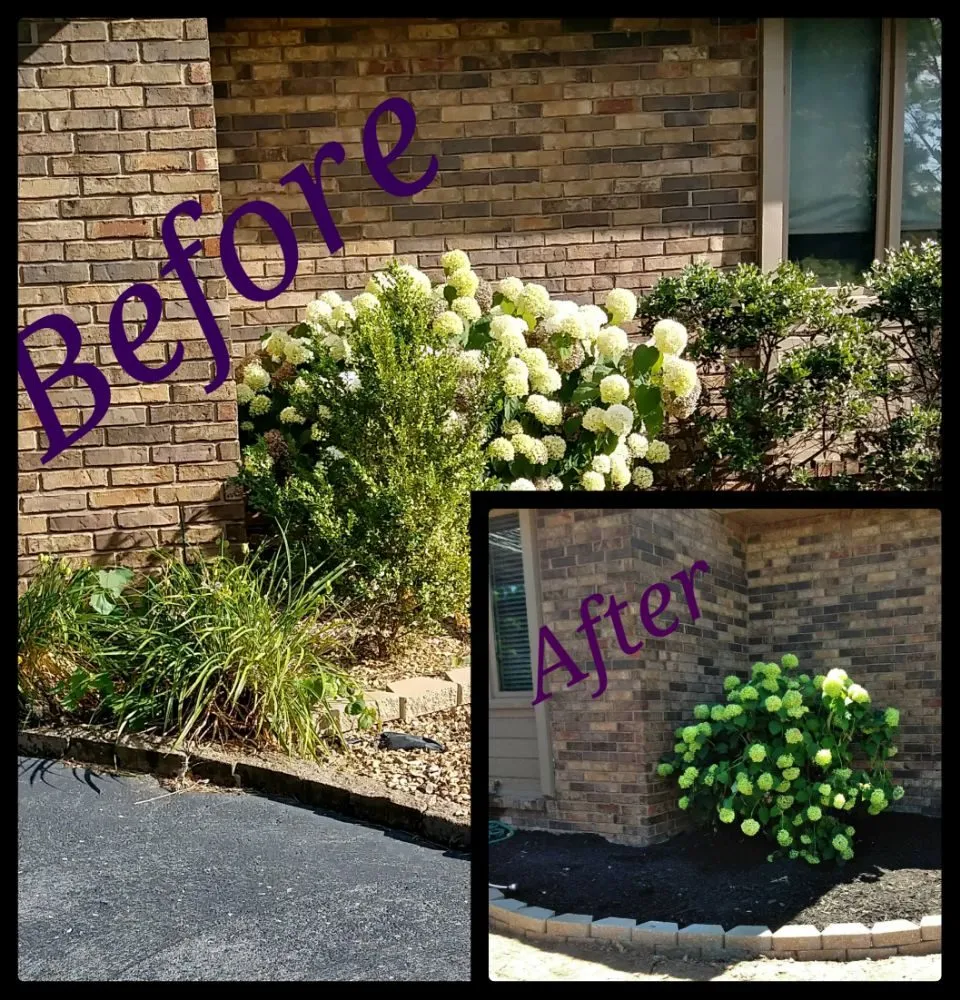 Professional yard maintenance experts serving Springfield, MO - The Lawn Service