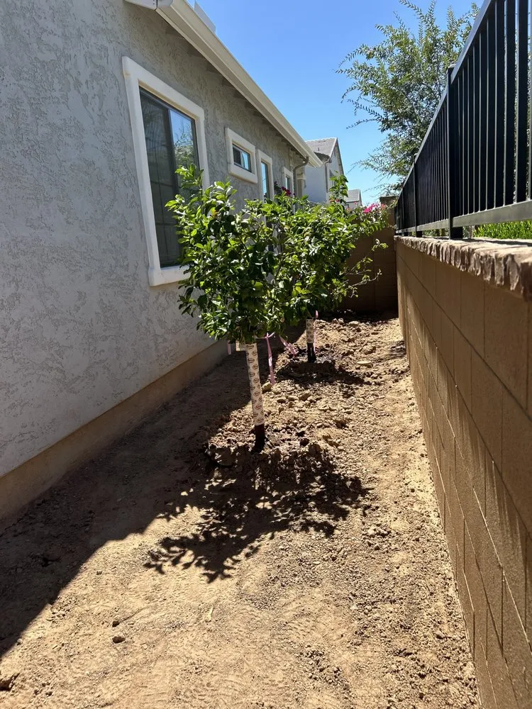 Custom residential landscaping in Glendale, AZ by The Lawn Squad