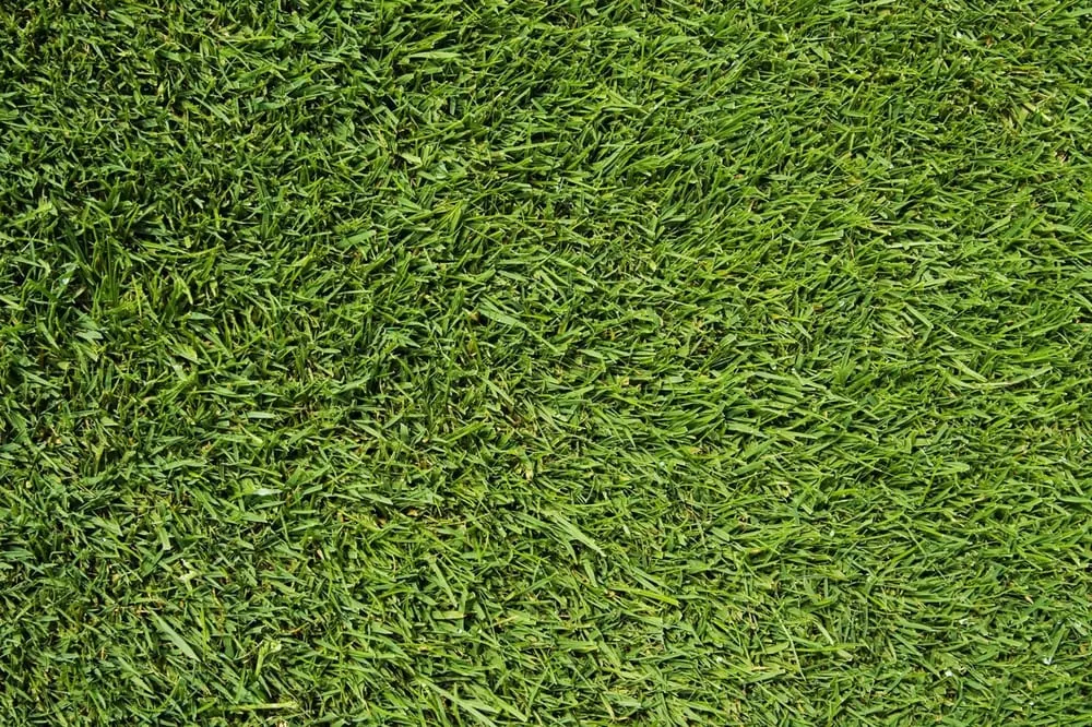 Local yard maintenance in Fischer, TX - The Lawn Star