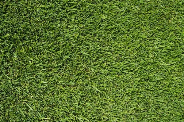 The Lawn Star