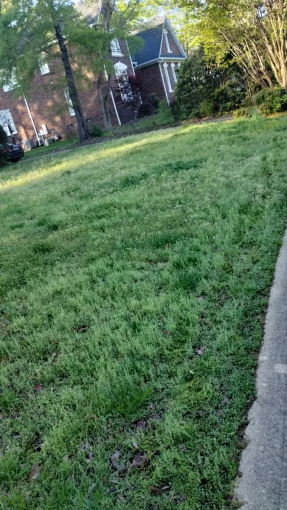 Trusted landscape design in Charlotte, NC by The Lawn Stylist