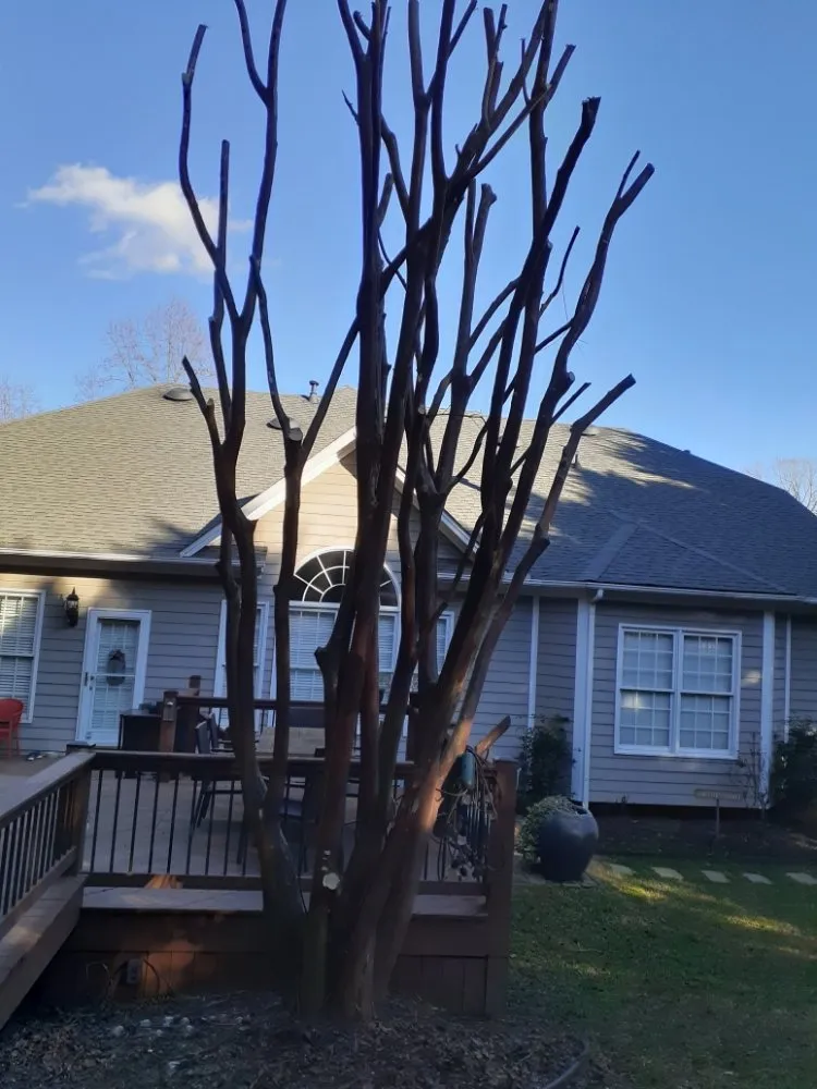 Affordable landscape design with custom design in Charlotte, NC by The Lawn Stylist