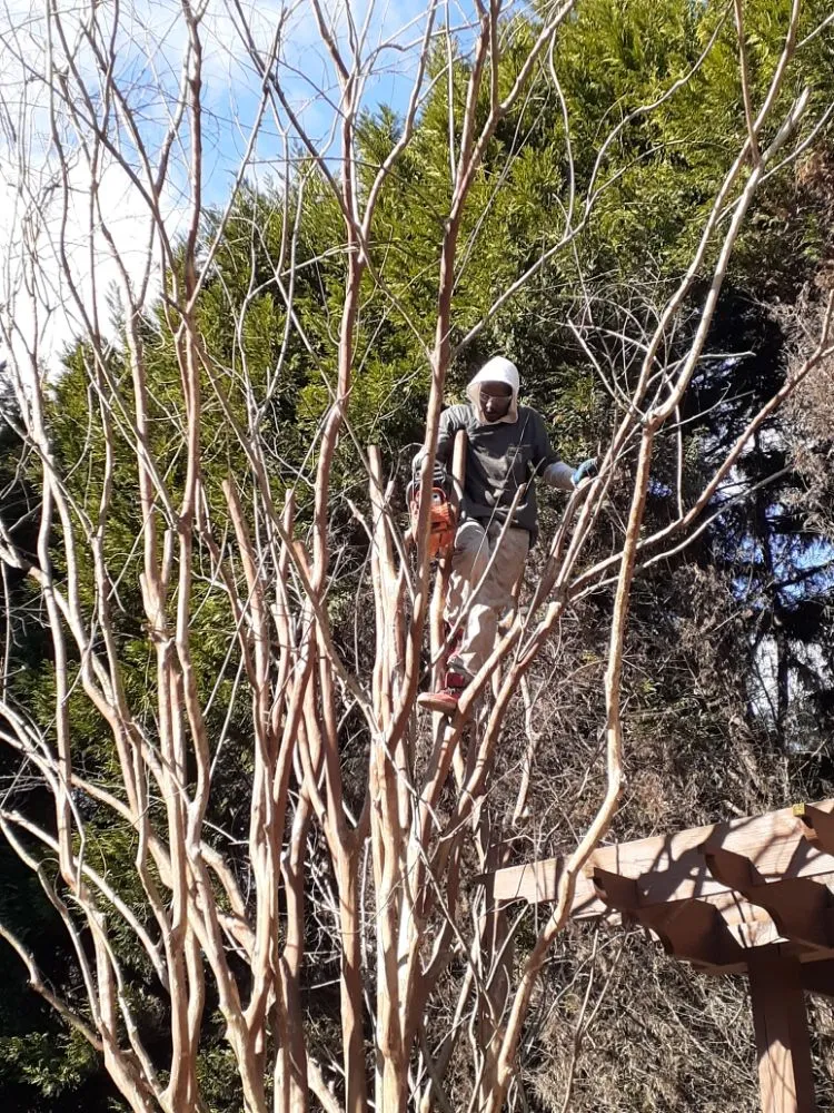 Custom yard cleanup service in Charlotte, NC - The Lawn Stylist