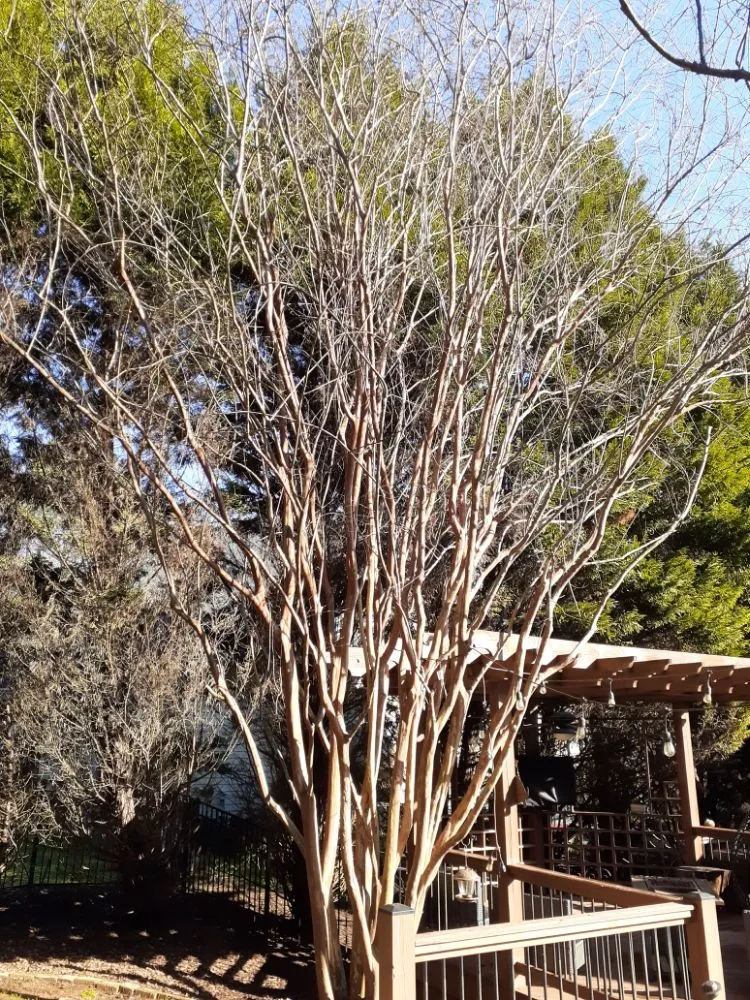 Custom landscaping services in Charlotte, NC - The Lawn Stylist