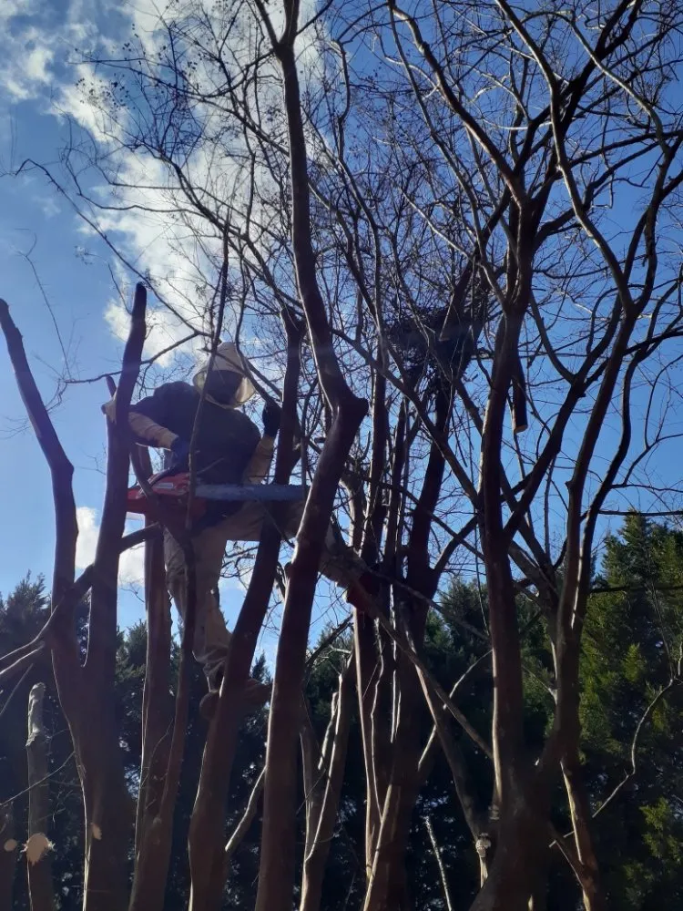 Affordable yard cleanup service for residential properties across Charlotte, NC - The Lawn Stylist