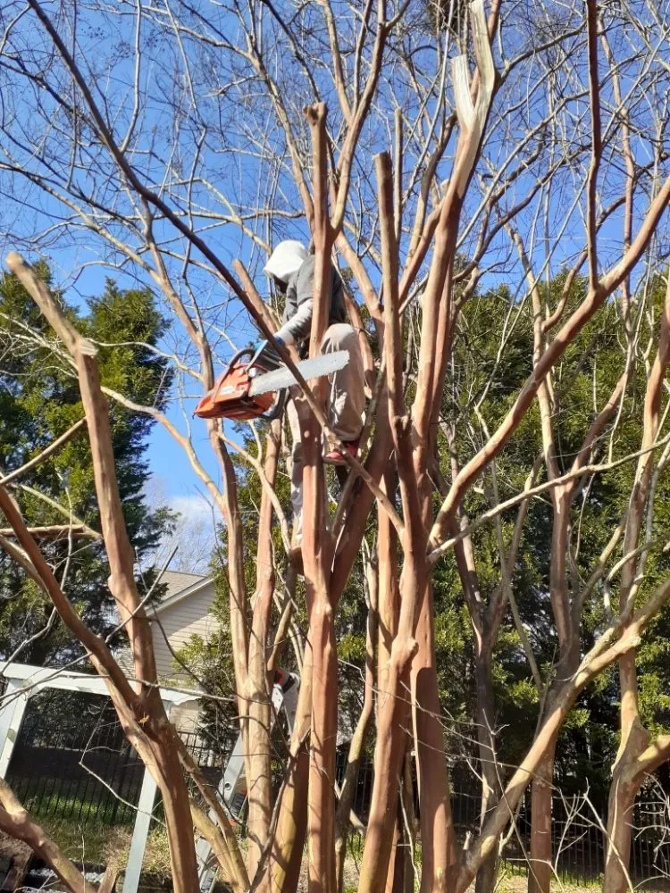 Expert landscaping services in Charlotte, NC by The Lawn Stylist