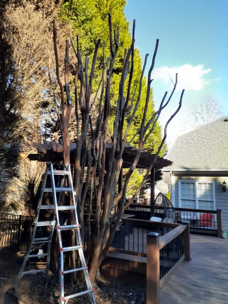 Professional yard cleanup service near you across Charlotte, NC - The Lawn Stylist