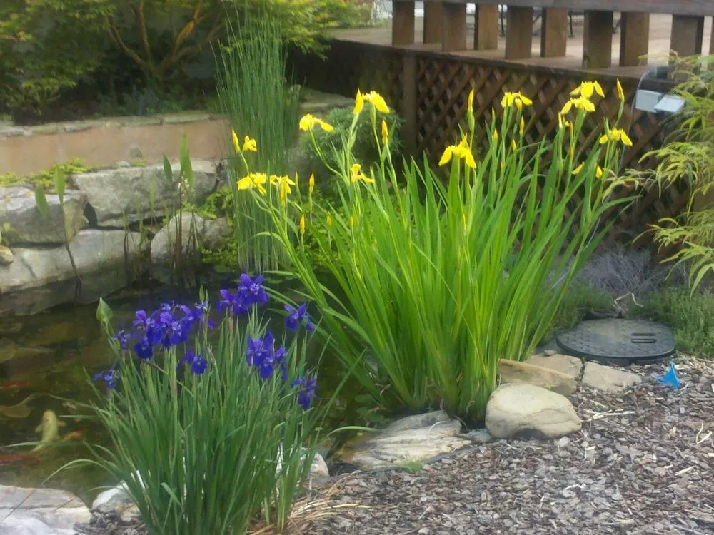 Professional yard cleanup service for homes in Springville, AL by The Lawn Works