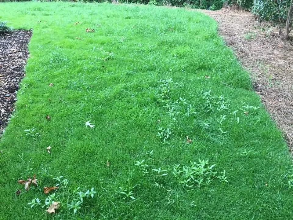 Reliable outdoor landscaping experts serving Springville, AL - The Lawn Works